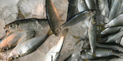 「ガラエビ」に「イシモチ」岡山の小さな魚介たち