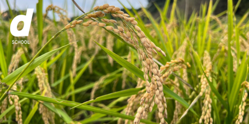 わかりやすい自然栽培の米作り　槙田塾