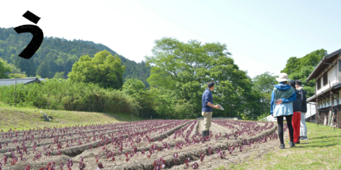 志ば久に学ぶ大原の紫蘇ツアー