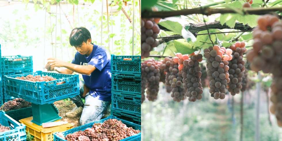 山形のブドウ収穫 | D&DEPARTMENT