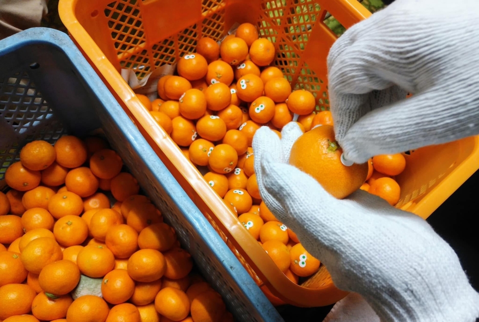 和歌山 かどやのアイアムミカン | D&DEPARTMENT