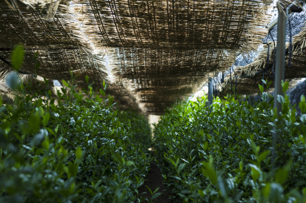 堀井七茗園の宇治茶 | D&DEPARTMENT