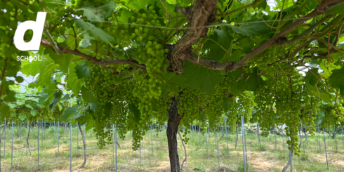 福島塾 d SCHOOL わかりやすいワイン 武蔵ワイナリーに学ぶ、ワイン